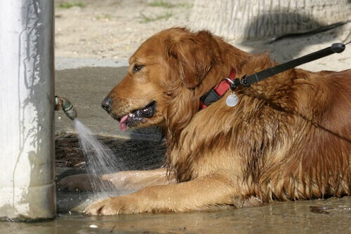 13. cane-accaldato-fontanella